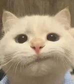 白猫头像